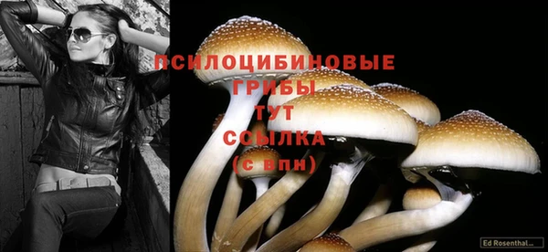 прущие грибы Аркадак